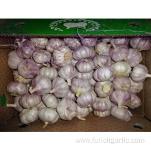 Good Quality New Crop Fresh Garlic Of 2019